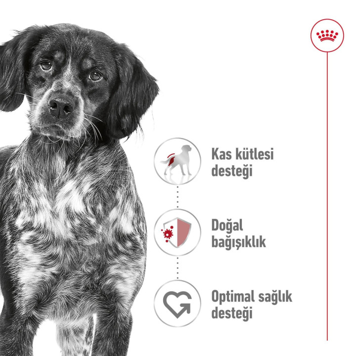 Medium Adult Yetişkin Köpek Kuru Maması 15 kg