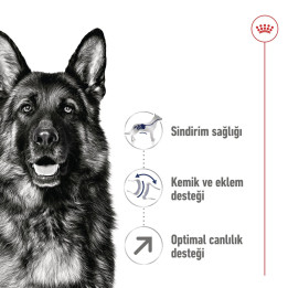 Maxi Adult 5+ Yetişkin Köpek Kuru Maması 15 kg