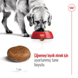 Maxi Adult 5+ Yetişkin Köpek Kuru Maması 15 kg