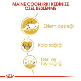 Maine Coon Adult Yetişkin Kedi Kuru Maması 2 kg