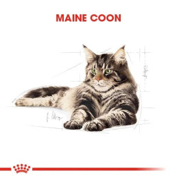 Maine Coon Adult Yetişkin Kedi Kuru Maması 2 kg