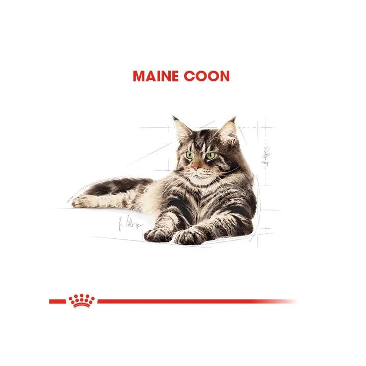 Maine Coon Adult Yetişkin Kedi Kuru Maması 2 kg