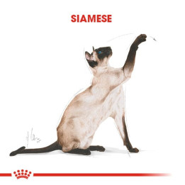 Siamese Adult Yetişkin Kedi Kuru Maması 2 kg