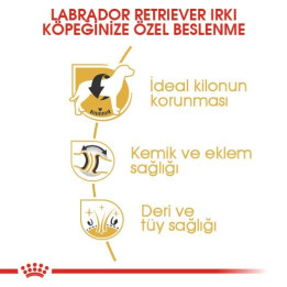 Labrador Retriever Adult Yetişkin Köpek Kuru Maması 12 kg