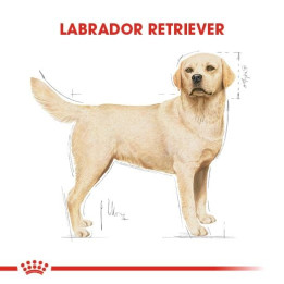 Labrador Retriever Adult Yetişkin Köpek Kuru Maması 12 kg