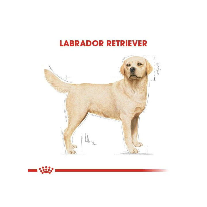 Labrador Retriever Adult Yetişkin Köpek Kuru Maması 12 kg