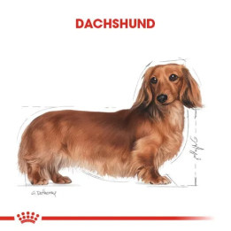Dachshund Adult Yetişkin Köpek Kuru Maması 1.5 kg