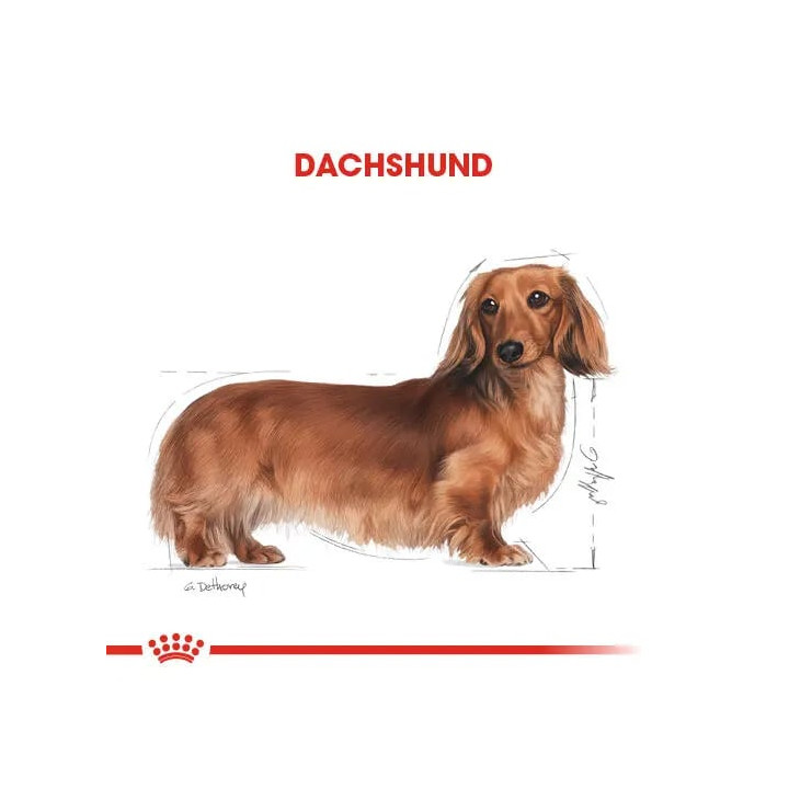 Dachshund Adult Yetişkin Köpek Kuru Maması 1.5 kg
