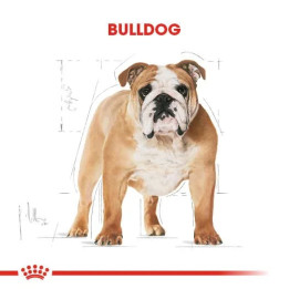 Bulldog Adult Yetişkin Köpek Kuru Maması 12 kg