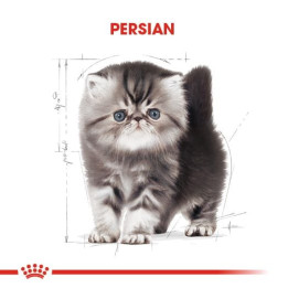 Persian Kitten Yavru Kedi Kuru Maması 2 kg