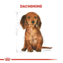 Dachshund Puppy Yavru Köpek Kuru Maması 1.5 kg