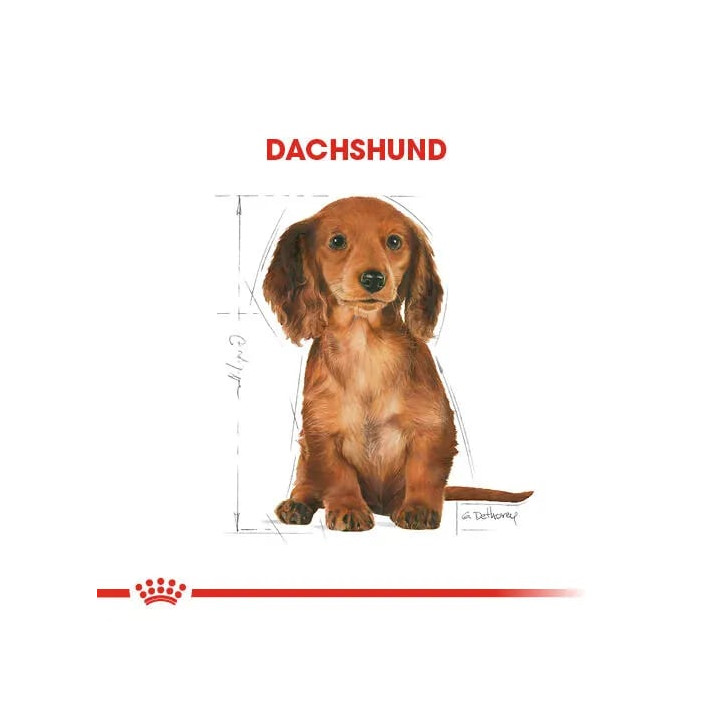 Dachshund Puppy Yavru Köpek Kuru Maması 1.5 kg