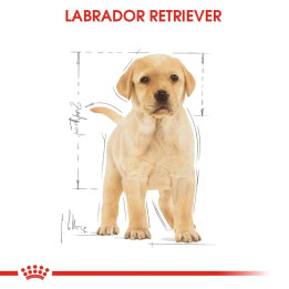 Labrador Retriever Puppy Yavru Köpek Kuru Maması 12 kg