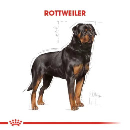 Rottweiler Adult Yetişkin Köpek Kuru Maması 12 kg