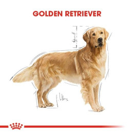 Golden Retriever Adult Yetişkin Köpek Kuru Maması 12 kg
