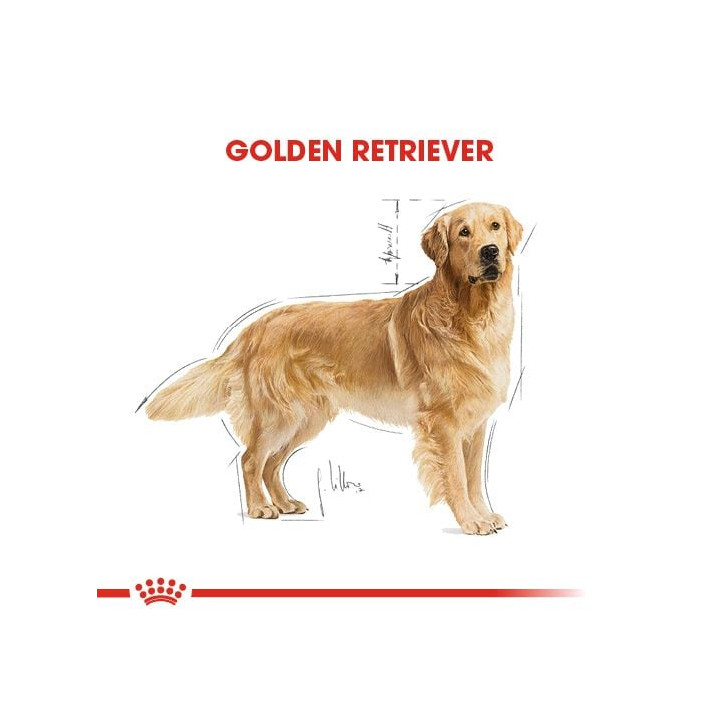 Golden Retriever Adult Yetişkin Köpek Kuru Maması 12 kg