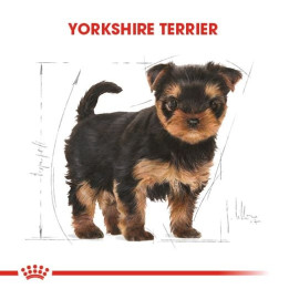 Yorkshire Terrier Puppy Yavru Köpek Kuru Maması 1.5 kg