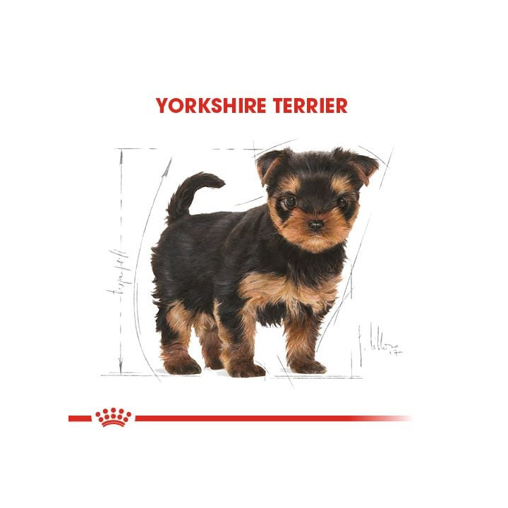 Yorkshire Terrier Puppy Yavru Köpek Kuru Maması 1.5 kg