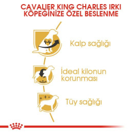 Cavalier King Charles Adult Yetişkin Köpek Kuru Maması 1.5 kg