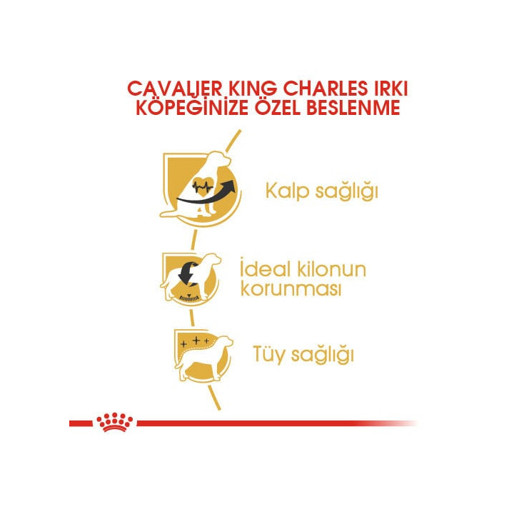 Cavalier King Charles Adult Yetişkin Köpek Kuru Maması 1.5 kg