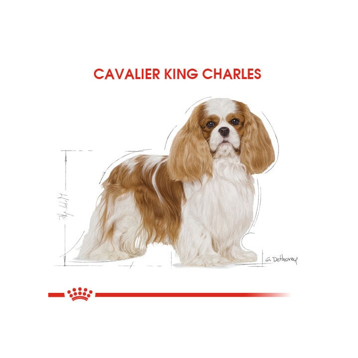 Cavalier King Charles Adult Yetişkin Köpek Kuru Maması 1.5 kg
