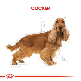Cocker Adult Yetişkin Köpek Kuru Maması 3 kg