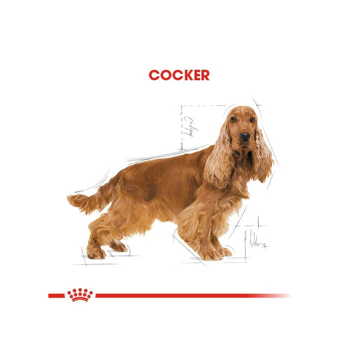 Cocker Adult Yetişkin Köpek Kuru Maması 3 kg