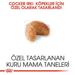 Cocker Adult Yetişkin Köpek Kuru Maması 3 kg
