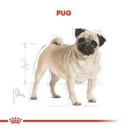 Pug Adult Yetişkin Köpek Kuru Maması 1.5 kg