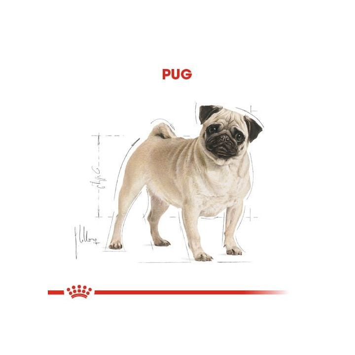 Pug Adult Yetişkin Köpek Kuru Maması 1.5 kg