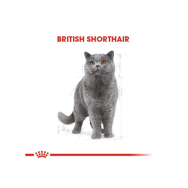 British Shorthair Adult Yetişkin Kedi Kuru Maması 400 g