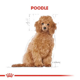 Poodle Puppy Yavru Köpek Kuru Maması 3 kg