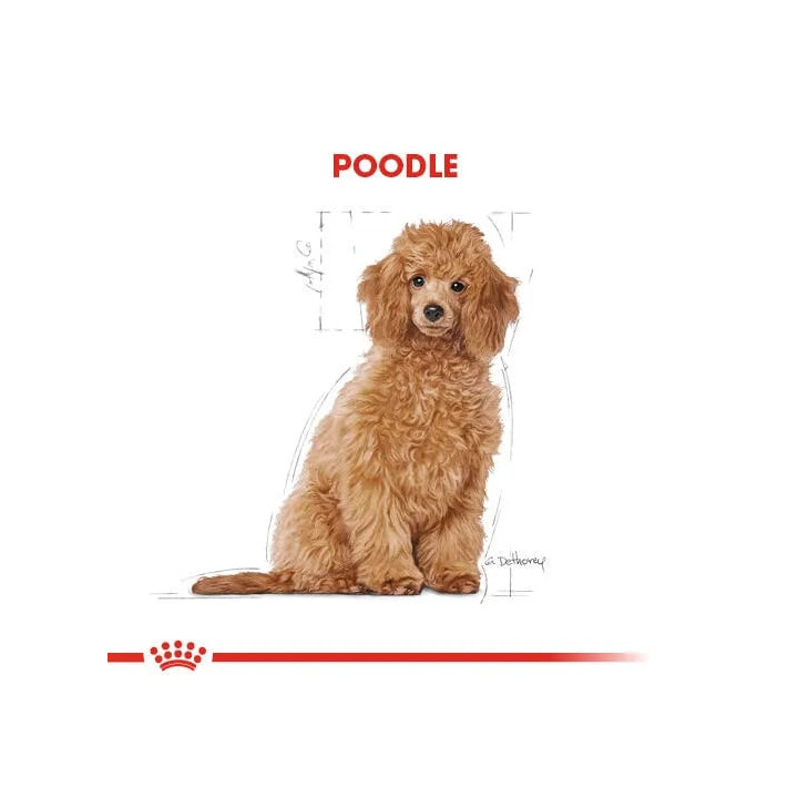 Poodle Puppy Yavru Köpek Kuru Maması 3 kg