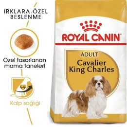 Cavalier King Charles Adult Yetişkin Köpek Kuru Maması 3 kg