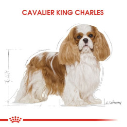 Cavalier King Charles Adult Yetişkin Köpek Kuru Maması 3 kg