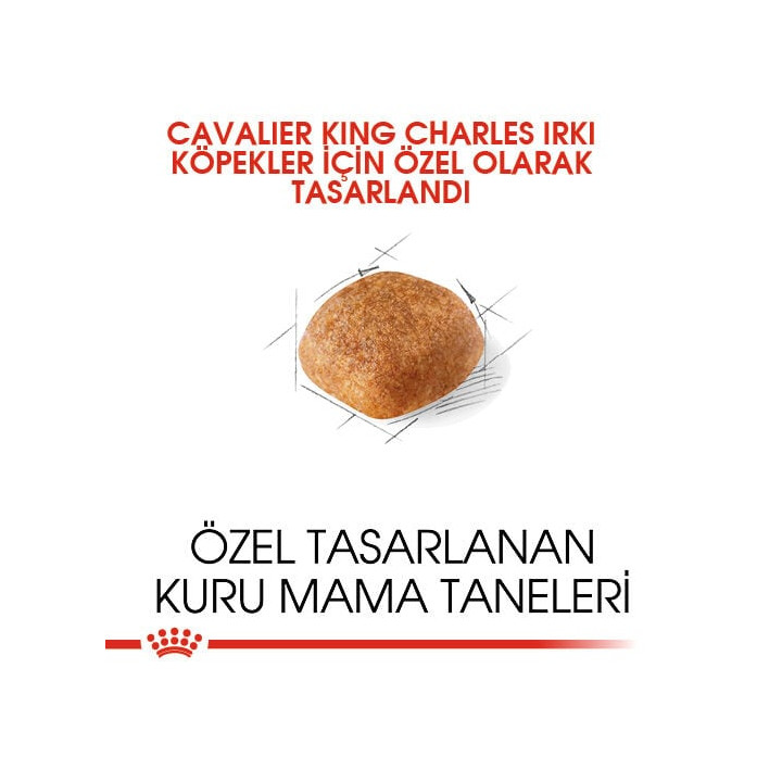Cavalier King Charles Adult Yetişkin Köpek Kuru Maması 3 kg