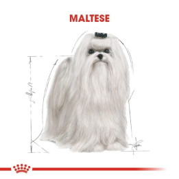 Maltese Adult Yetişkin Köpek Kuru Maması 1.5 kg