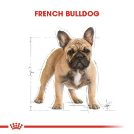 French Bulldog Adult Yetişkin Köpek Kuru Maması 3 kg