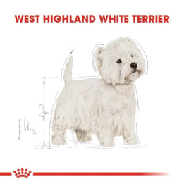 West Highland White Terrier Adult Yetişkin Köpek Kuru Maması 3 kg