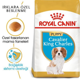 Cavalier King Charles Puppy Yavru Köpek Kuru Maması 1.5 kg