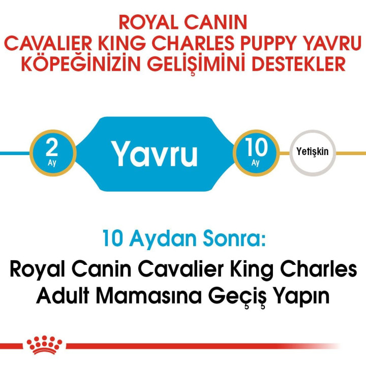 Cavalier King Charles Puppy Yavru Köpek Kuru Maması 1.5 kg