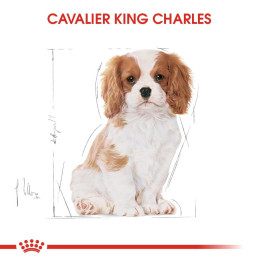 Cavalier King Charles Puppy Yavru Köpek Kuru Maması 1.5 kg