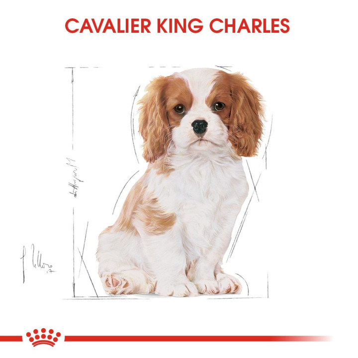 Cavalier King Charles Puppy Yavru Köpek Kuru Maması 1.5 kg