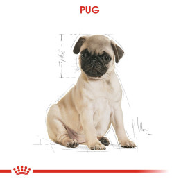 Pug Puppy Yavru Köpek Kuru Maması 1.5 kg