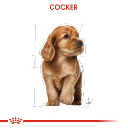 Cocker Puppy Yavru Köpek Kuru Maması 3 kg