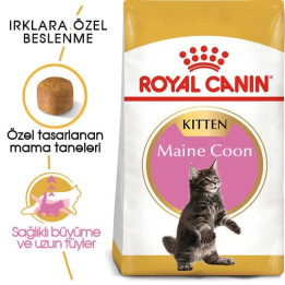 Maine Coon Kitten Yavru Kedi Kuru Maması 2 kg