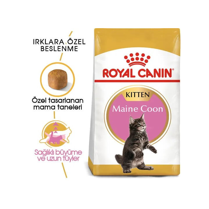 Maine Coon Kitten Yavru Kedi Kuru Maması 2 kg