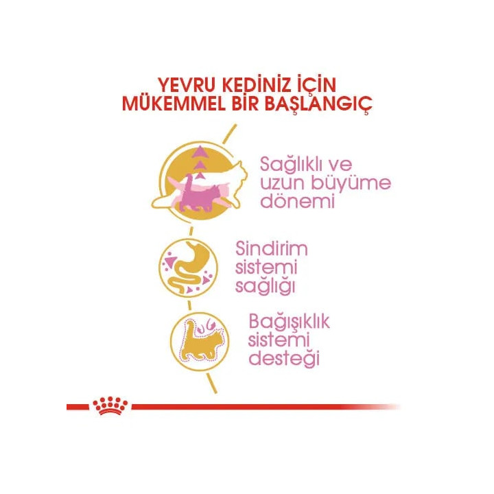 Maine Coon Kitten Yavru Kedi Kuru Maması 2 kg