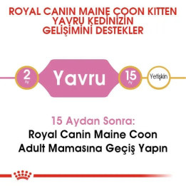 Maine Coon Kitten Yavru Kedi Kuru Maması 2 kg