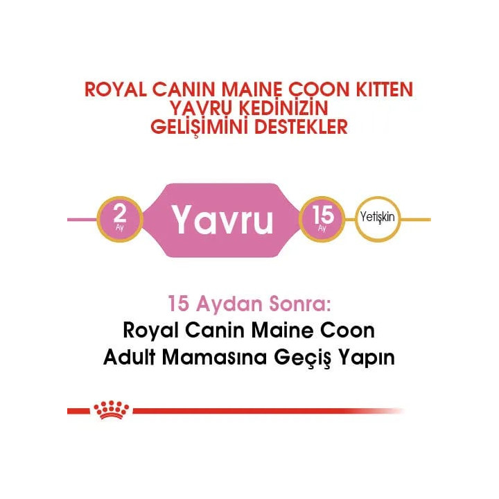 Maine Coon Kitten Yavru Kedi Kuru Maması 2 kg